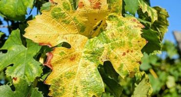 Příčiny skvrn na hroznových listech